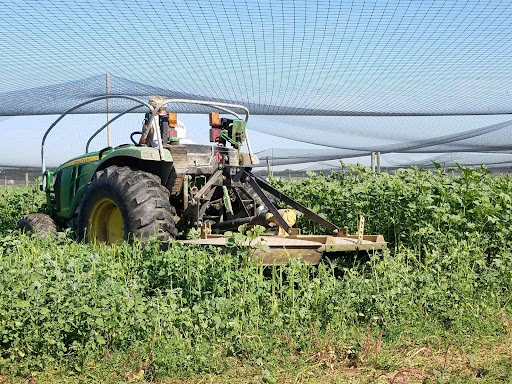 How Do You Control Ragweed In Flight Pens 1.jpg